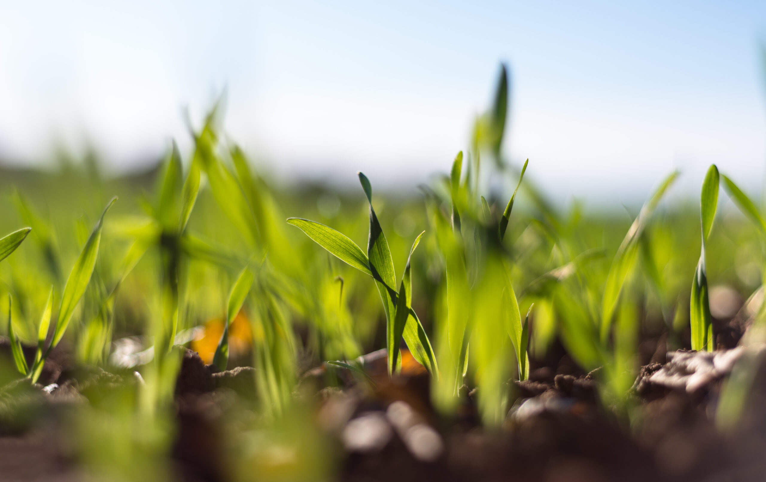 Stem elongation in cereals: more than protection, a critical stage for yield formation